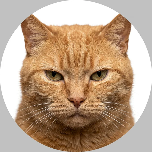 Egor